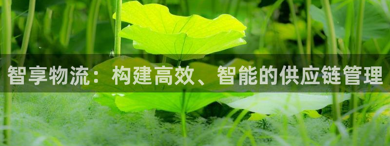 旺财28违法吗：智享物流：构建高效、