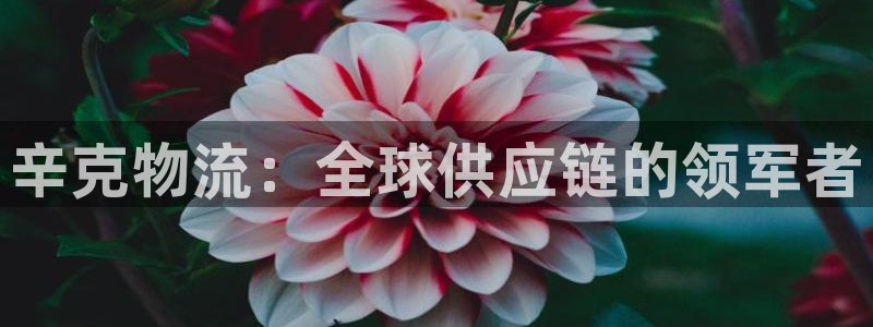 旺财28官网下载多少钱：辛克物流：全